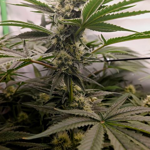 White Widow #1 growlog timeline photo
