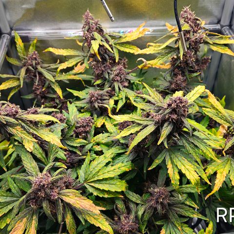 RedPure CBD Auto #4 growlog timeline photo