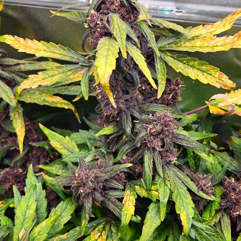 RedPure CBD Auto #4 growlog timeline photo