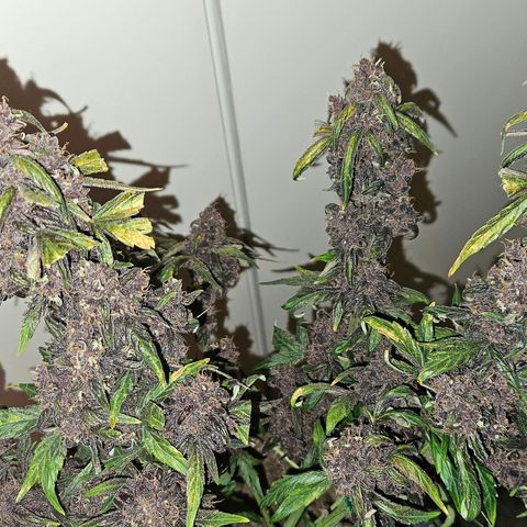 RedPure CBD Auto #4 growlog timeline photo