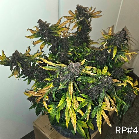 RedPure CBD Auto #4 growlog timeline photo