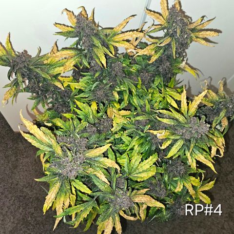 RedPure CBD Auto #4 growlog timeline photo