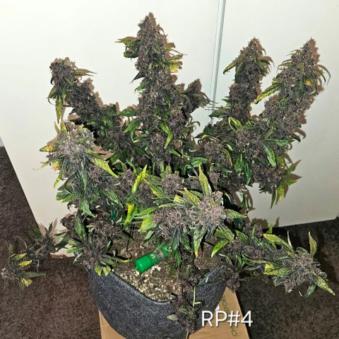 RedPure CBD Auto #4 growlog timeline photo