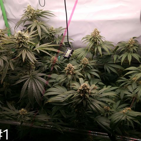 White Widow #1 growlog timeline photo