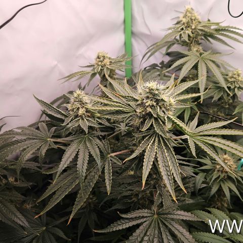 White Widow #1 growlog timeline photo