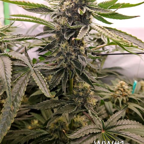 White Widow #1 growlog timeline photo