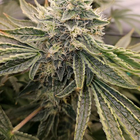 White Widow #1 growlog timeline photo