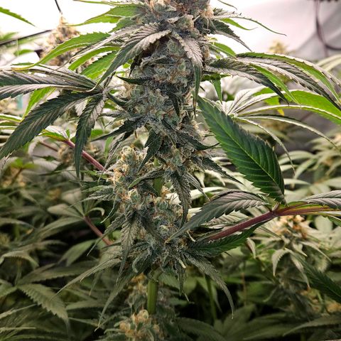 Mimosa Evo #3 growlog timeline photo