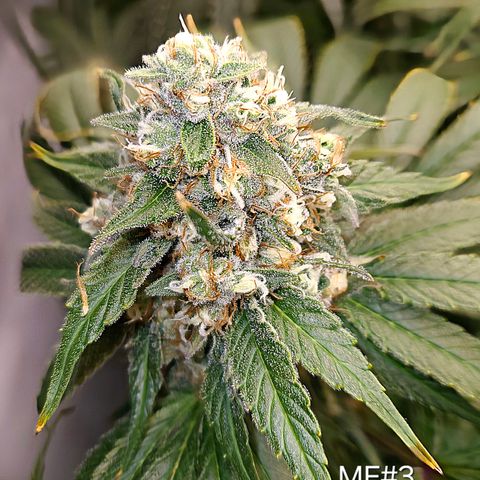 Mimosa Evo #3 growlog timeline photo