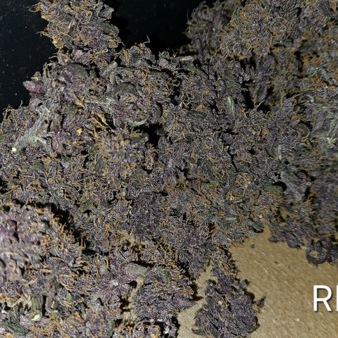 RedPure CBD Auto #4 growlog timeline photo