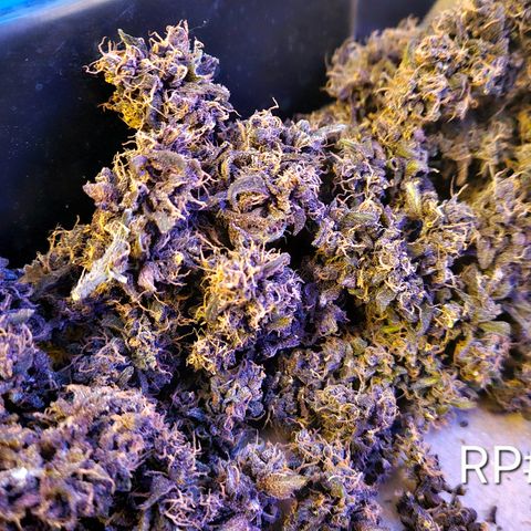 RedPure CBD Auto #4 growlog timeline photo