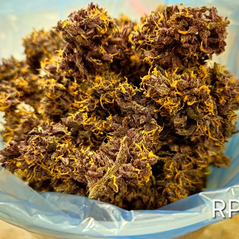 RedPure CBD Auto #4 growlog timeline photo