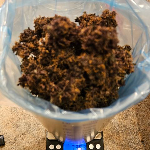 RedPure CBD Auto #4 growlog timeline photo