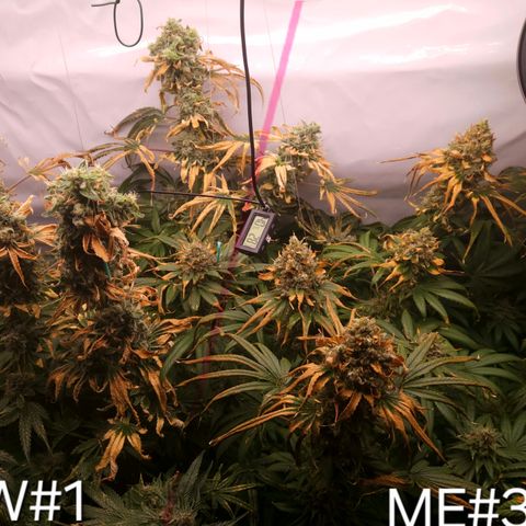 White Widow #1 growlog timeline photo