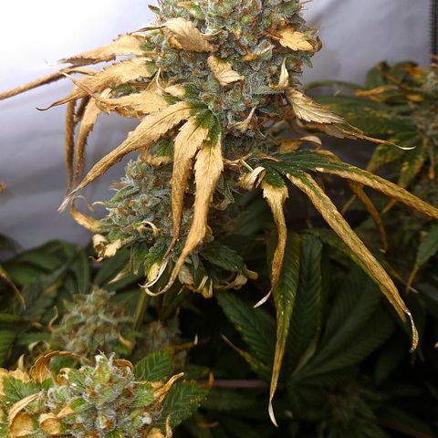 Mimosa Evo #3 growlog timeline photo