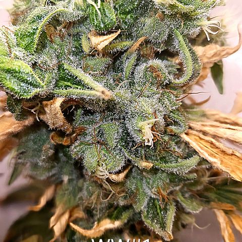 White Widow #1 growlog timeline photo