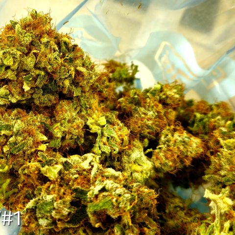 White Widow #1 growlog timeline photo