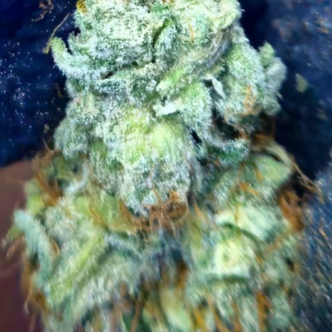 White Widow #1 growlog timeline photo
