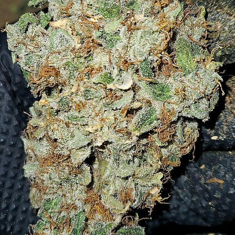 White Widow #1 growlog timeline photo