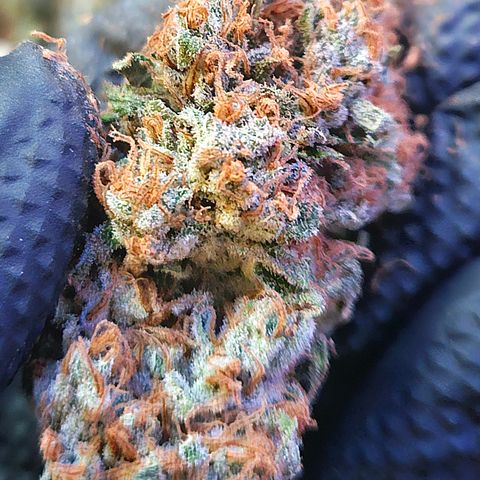 Mimosa Evo #3 growlog timeline photo