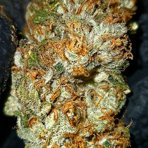 Mimosa Evo #3 growlog timeline photo
