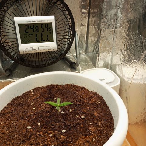 Cream mandarine auto  growlog timeline photo