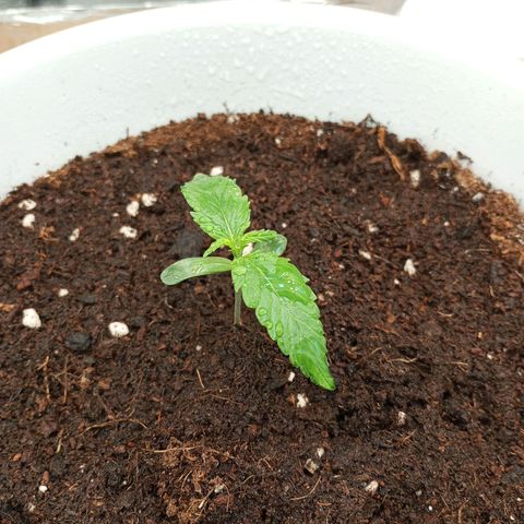 Cream mandarine auto  growlog timeline photo