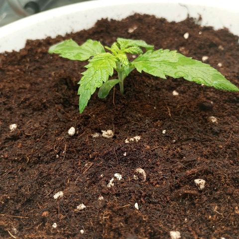 Cream mandarine auto  growlog timeline photo