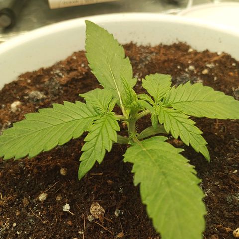 Cream mandarine auto  growlog timeline photo
