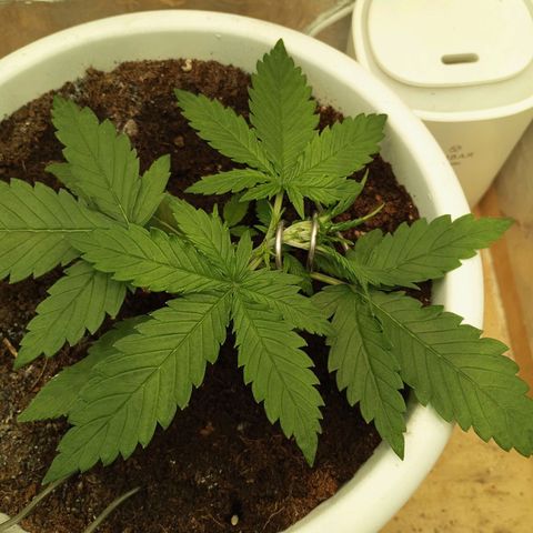 Cream mandarine auto  growlog timeline photo