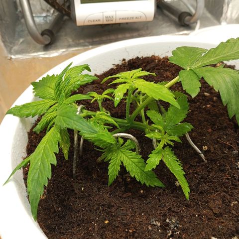 Cream mandarine auto  growlog timeline photo