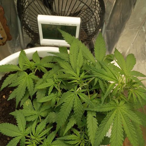 Cream mandarine auto  growlog timeline photo