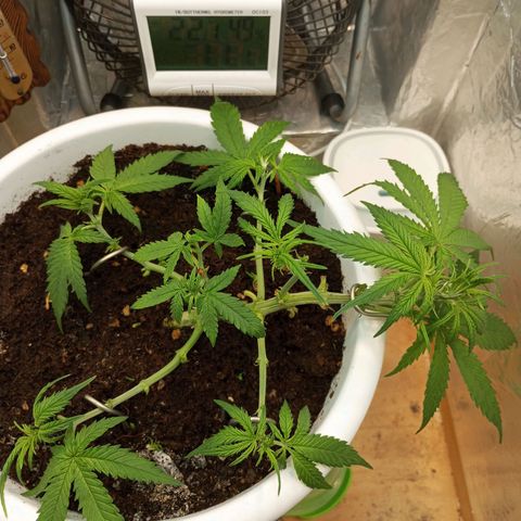 Cream mandarine auto  growlog timeline photo