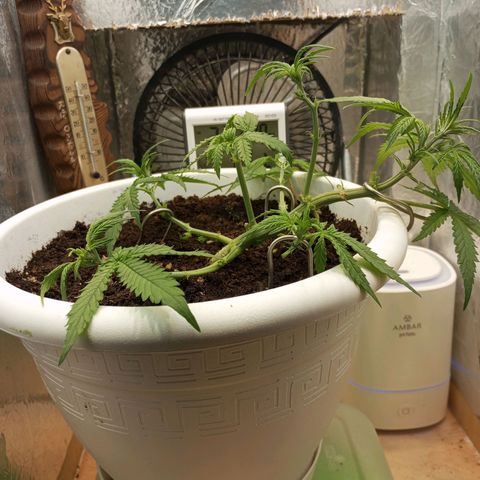 Cream mandarine auto  growlog timeline photo