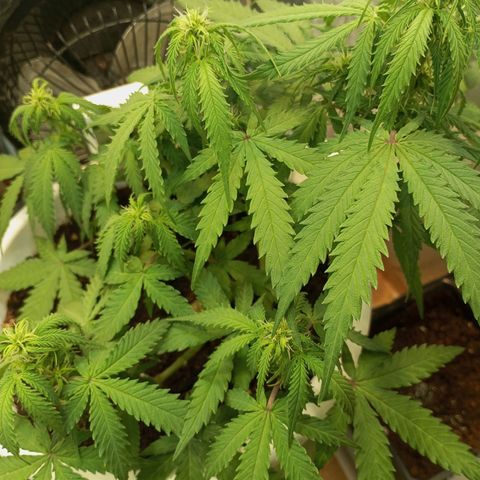 Cream mandarine auto  growlog timeline photo