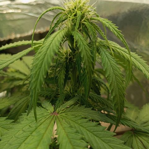 Cream mandarine auto  growlog timeline photo