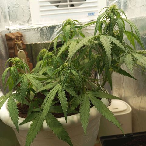 Cream mandarine auto  growlog timeline photo