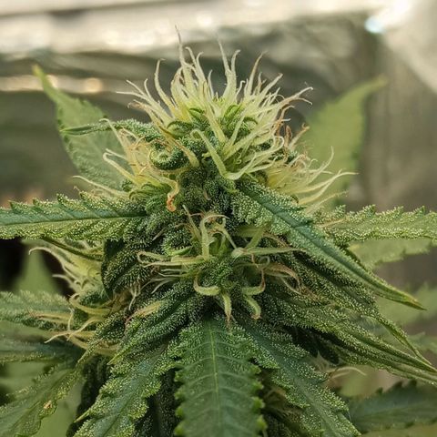 Cream mandarine auto  growlog timeline photo