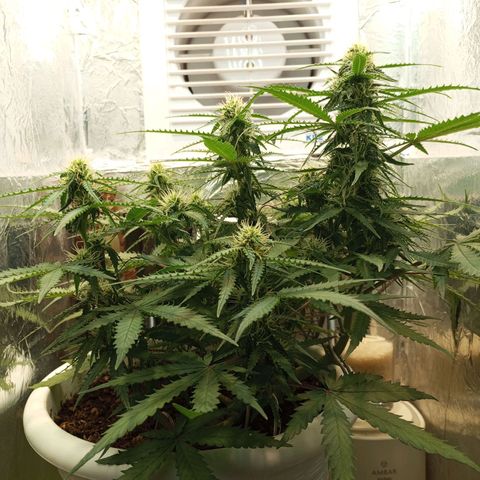 Cream mandarine auto  growlog timeline photo