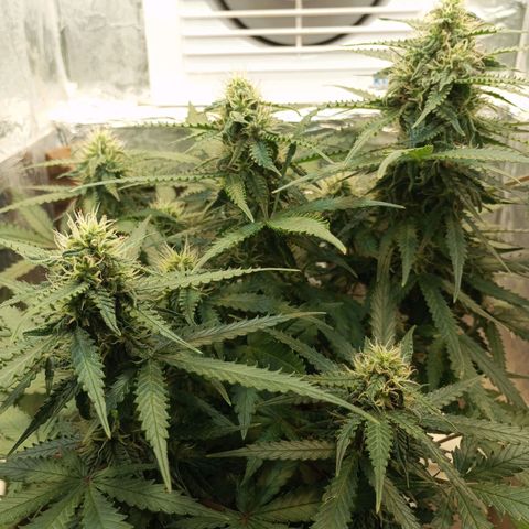 Cream mandarine auto  growlog timeline photo