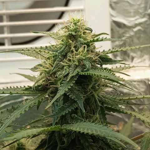 Cream mandarine auto  growlog timeline photo