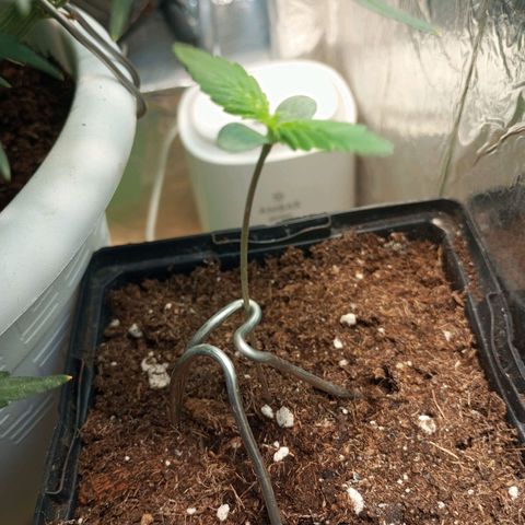 +Speed Auto growlog timeline photo