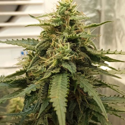 Cream mandarine auto  growlog timeline photo