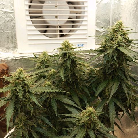 Cream mandarine auto  growlog timeline photo