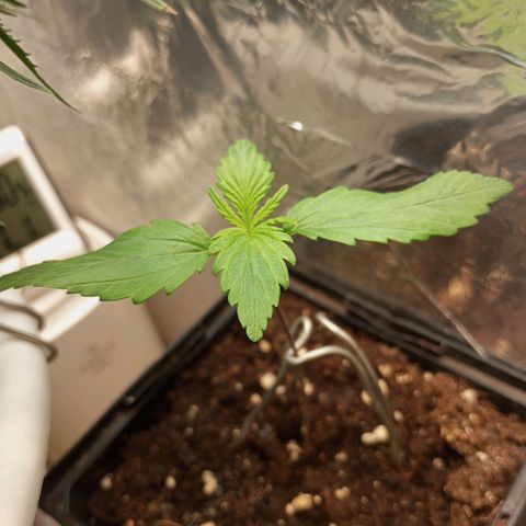 +Speed Auto growlog timeline photo