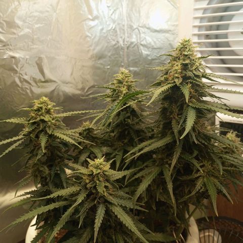 Cream mandarine auto  growlog timeline photo