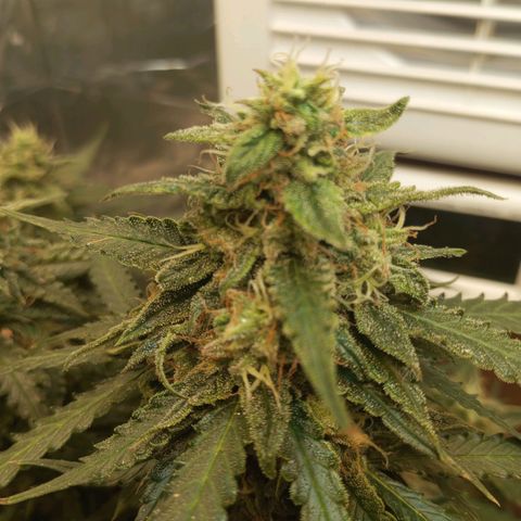 Cream mandarine auto  growlog timeline photo
