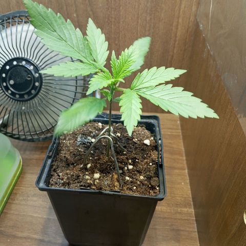 +Speed Auto growlog timeline photo