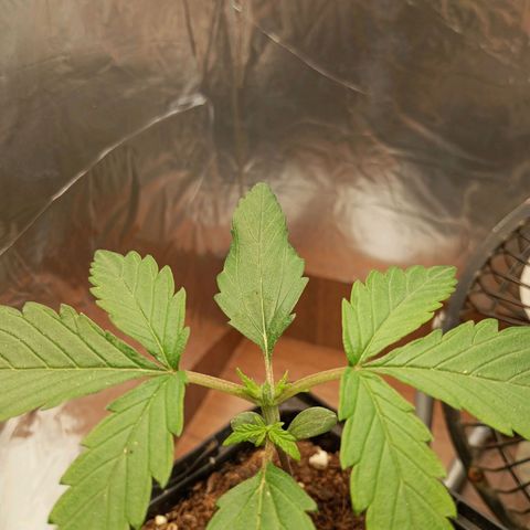 +Speed Auto growlog timeline photo