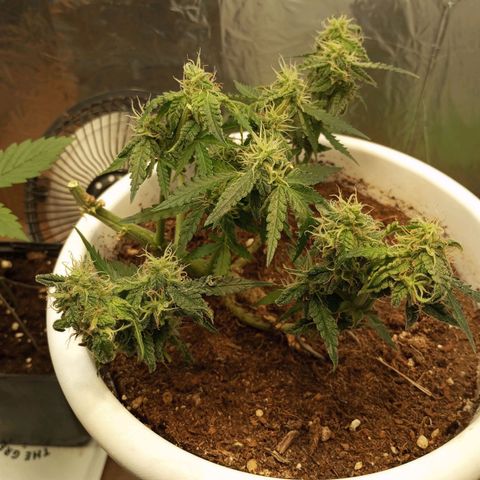 Cream mandarine auto  growlog timeline photo